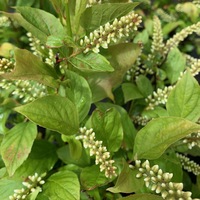 Itea virginica 